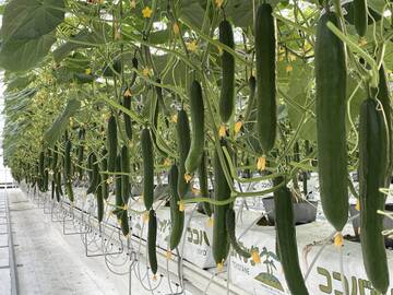 佐賀県伊万里市 園芸団地運営協議会 農業研修生募集-5