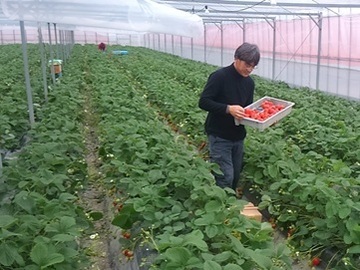 くぼ苺農園-1