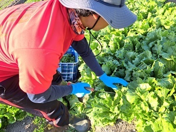 大平やさい株式会社-1