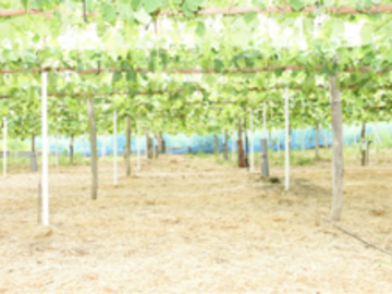 東真産業株式会社　花笑み農園-2