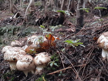 東真産業株式会社　花笑み農園-4