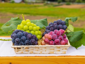 東真産業株式会社　花笑み農園-6
