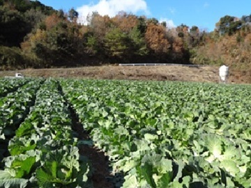 農事組合法人たいよう農園-3