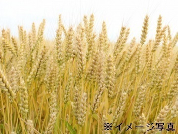 三重県明和町×稲作・畑作/法人【35924】-1