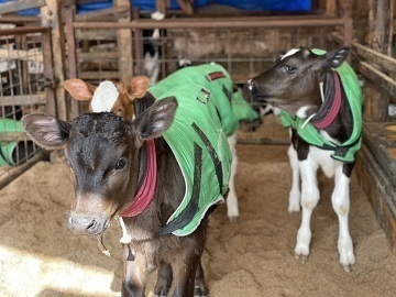 西條牧場(徳島県)-top