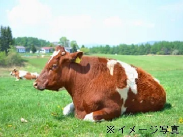 山梨県北杜市×酪農/法人【42806】-top