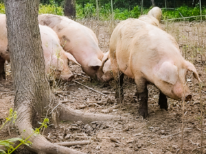 株式会社百姓庵-top