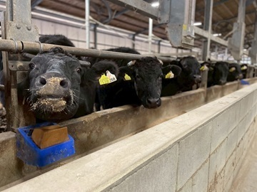 有限会社簗瀬牧場-top