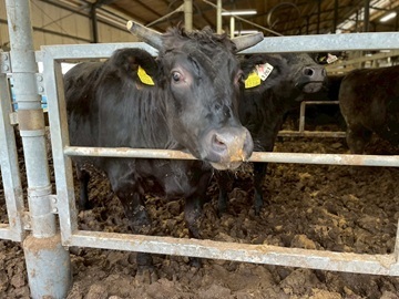 有限会社簗瀬牧場-6