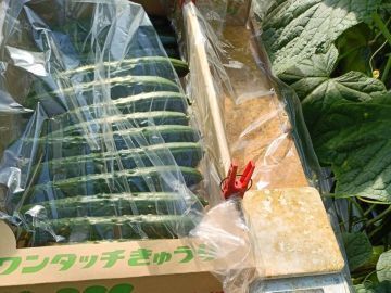 中村農園(宮崎)-4