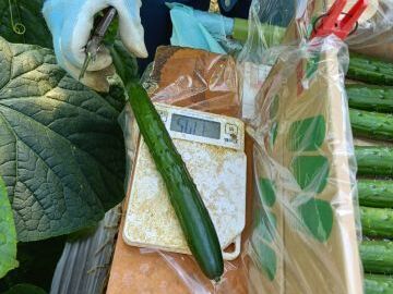 中村農園(宮崎)-5