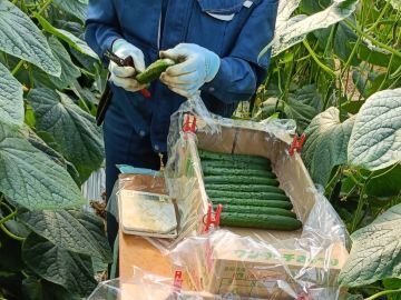 中村農園(宮崎)-6