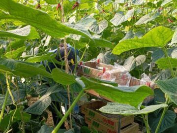 中村農園(宮崎)-7