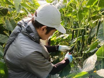 中村農園(宮崎)-8