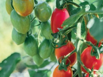 株式会社百姓庵-5