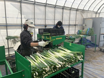 株式会社Negimafarm-6