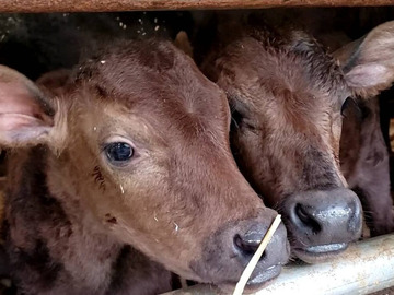 ひょうたん農場株式会社【畜産部門】-4