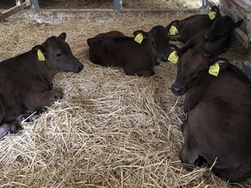 ひょうたん農場株式会社【畜産部門】-6