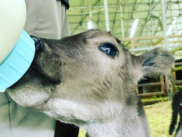 ひょうたん農場株式会社【畜産部門】-8