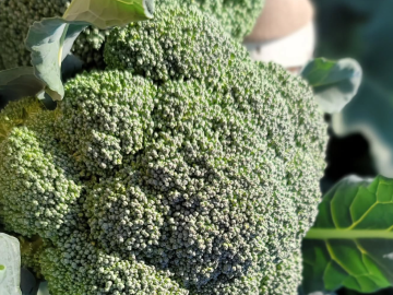 五稜縁ファーム-6