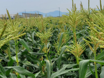 五稜縁ファーム-5