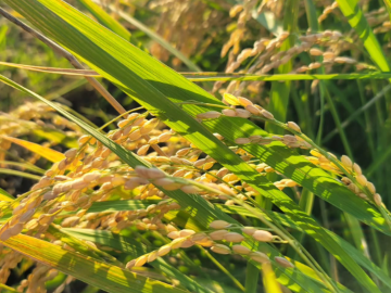 五稜縁ファーム-2