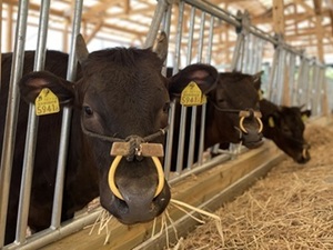 ひょうたん農場株式会社【畜産部門】-top