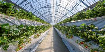 佐賀県伊万里市　農業研修生募集