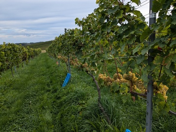 株式会社フィールドオブドリームスワイナリー/株式会社余市川ワイナリー倶楽部-1