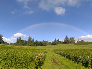 株式会社フィールドオブドリームスワイナリー/株式会社余市川ワイナリー倶楽部-2