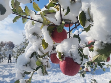 株式会社フィールドオブドリームスワイナリー/株式会社余市川ワイナリー倶楽部-3