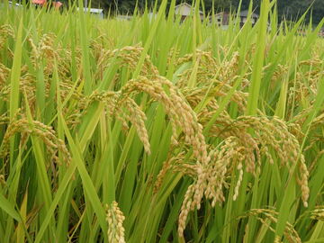 島根県浜田市 地域おこし協力隊募集-1