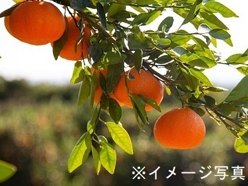 宮崎県日南市×果樹/法人【42826】-top