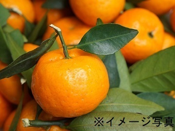 宮崎県日南市×果樹/法人【42826】-1