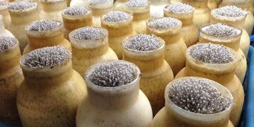 有限会社エムプランテイション