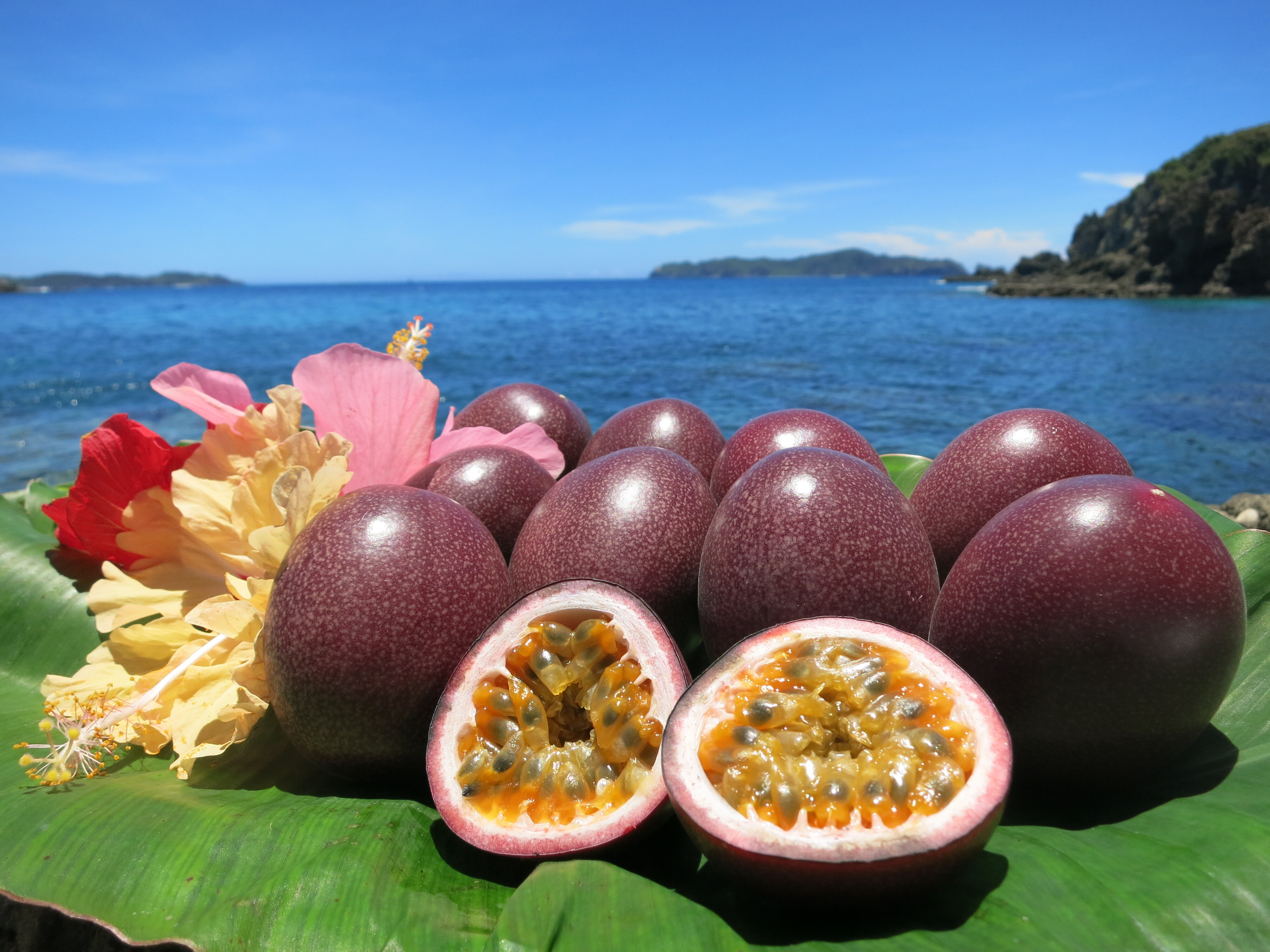 小笠原アイランズ農業協同組合