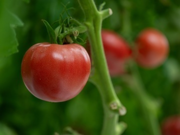 広島県神石高原町 トマト新規就農者研修生募集-8