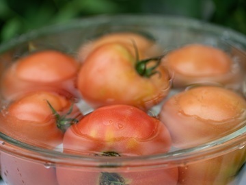 広島県神石高原町 トマト新規就農者研修生募集-2