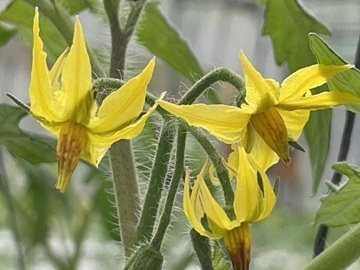 広島県神石高原町 トマト新規就農者研修生募集-7