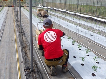 広島県神石高原町 トマト新規就農者研修生募集-4