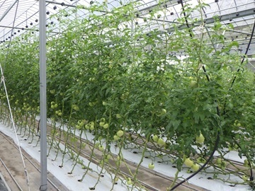 広島県神石高原町 トマト新規就農者研修生募集-6