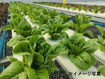 埼玉県×稲作・水耕栽培/法人【42838】-top