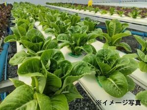 埼玉県×稲作・水耕栽培/法人【42838】-top