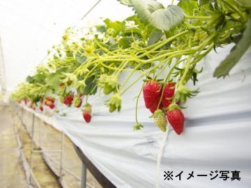 埼玉県×稲作・水耕栽培/法人【42838】-1