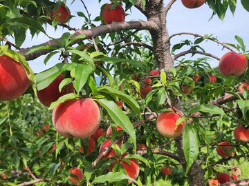 株式会社フィールドオブドリームスワイナリー/株式会社余市川ワイナリー倶楽部-5