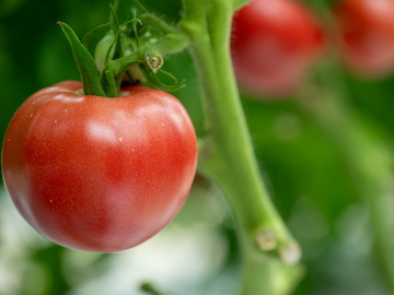 広島県神石高原町 トマト新規就農者研修生募集-1