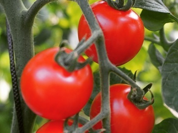 三菜果農園(三和油化工業株式会社)-7