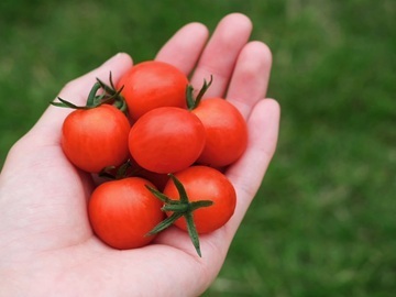 三菜果農園(三和油化工業株式会社)-1