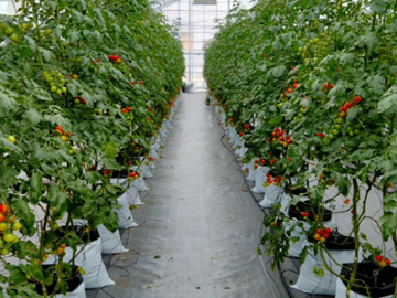 三菜果農園(三和油化工業株式会社)-2