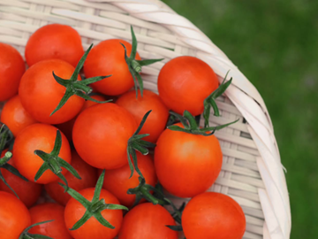 三菜果農園(三和油化工業株式会社)-3